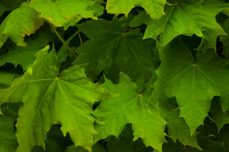 Green Lush Natural Background of Sycamore Leaves. Maple Leaves Frame Flat Lay. Beautiful Garden Foliage Texture or Leaf Pattern Top Viewの写真素材