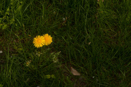 Spring green lawn with yellow dandelion flowers. Spring. backgroundの写真素材