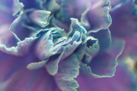 A delicate chrysanthemum flower with white petals. The picture was taken with a macro lens. selective focus. blurring.の写真素材