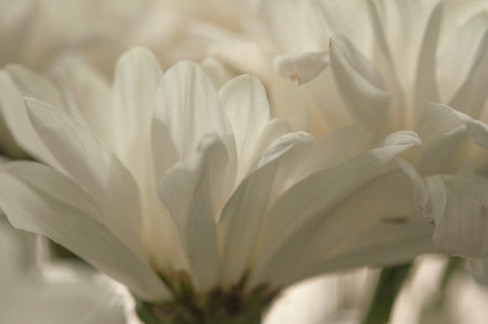 A delicate chrysanthemum flower with white petals. The picture was taken with a macro lens. selective focus. blurring.の写真素材