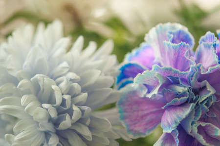 A delicate chrysanthemum flower with white petals. The picture was taken with a macro lens....