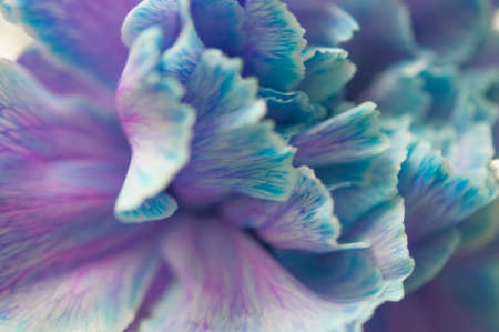A delicate chrysanthemum flower with white petals. The picture was taken with a macro lens. selective focus. blurring.の写真素材