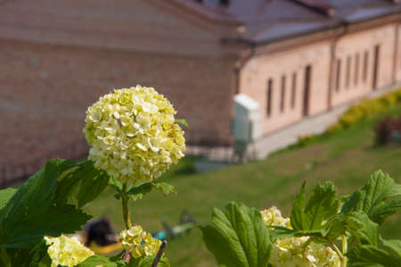 viburnum buldenezh, round white and green flowers, spring blooming background abstractの写真素材
