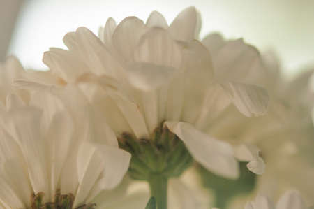 A delicate chrysanthemum flower with white petals. The picture was taken with a macro lens. selective focus. blurring.の写真素材