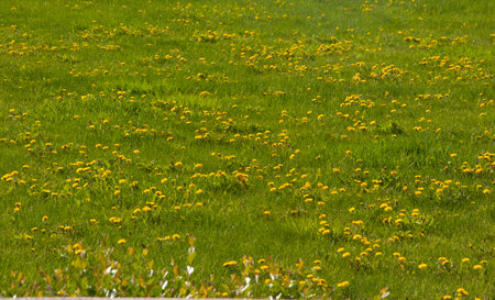 Spring green lawn with yellow dandelion flowers. Spring. backgroundの写真素材