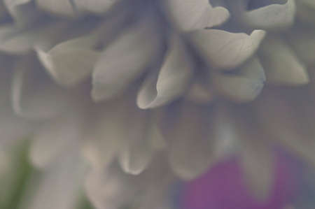 A delicate chrysanthemum flower with white petals. The picture was taken with a macro lens. selective focus. blurring.の写真素材
