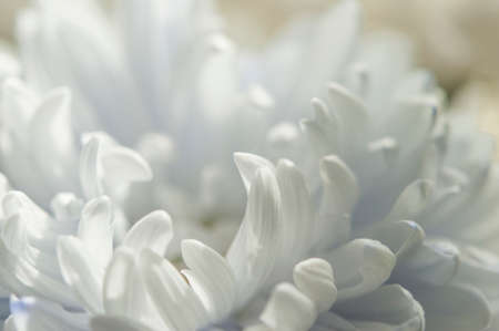 A delicate chrysanthemum flower with white petals. The picture was taken with a macro lens. selective focus. blurring.の写真素材