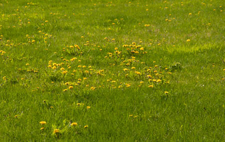 Spring green lawn with yellow dandelion flowers. Spring. backgroundの写真素材