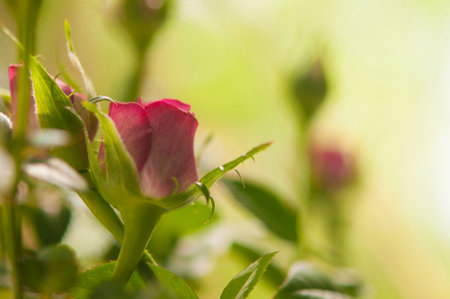 A blossoming bud of a red rose on a gray background. flowers in pots. Small depth of field. flower of love.の写真素材