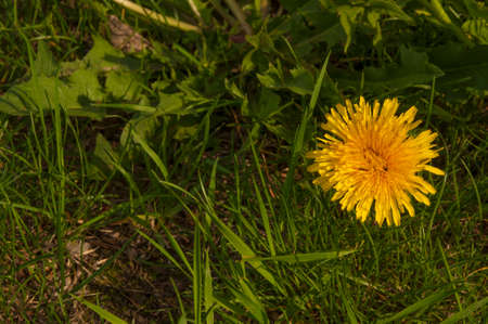 Spring green lawn with yellow dandelion flowers. Spring. backgroundの写真素材