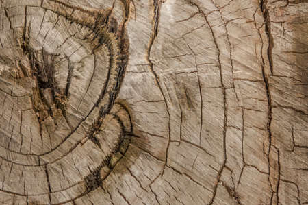 dry tree trunk cut long agoの写真素材