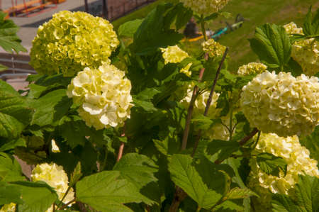 viburnum buldenezh, round white and green flowers, spring blooming background abstractの写真素材