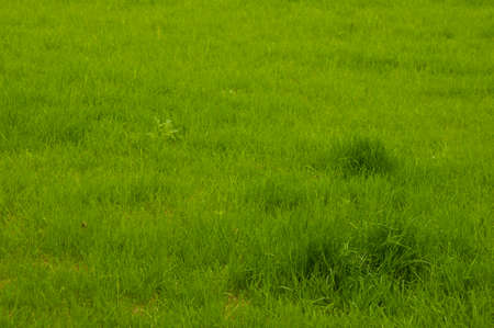 Green grass texture for background. Green lawn pattern and texture background. close-up.の写真素材
