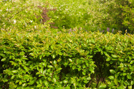 apple flowers on green leaves background. Spring blooming fruit trees. Springtime, blossom orchard....