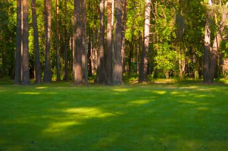 beautiful summer landscape.Landscape with pine forestsの写真素材