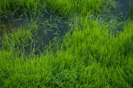 Aquatic vegetation. Green water grass on a small slow river on a summer afternoon.の写真素材