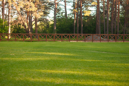 beautiful summer landscape.Landscape with pine forestsの写真素材