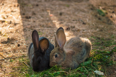 Little rabbit in spring garden grass. Cute white food's rabbit in green sitting parkの写真素材
