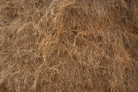 straw, dry straw, hay straw yellow background, hay straw textureの写真素材