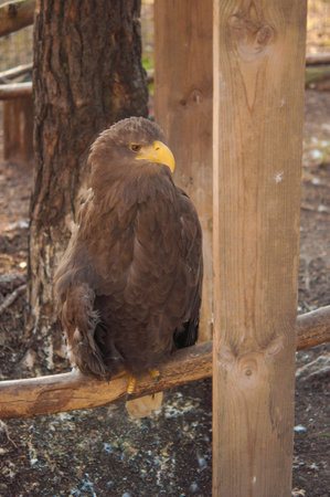Beautiful white tailed eagle standing in a cage at the zoo.の写真素材
