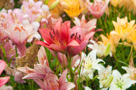 a bush of colorful lilies blooms in a flower bed in the summer in the shadeの写真素材