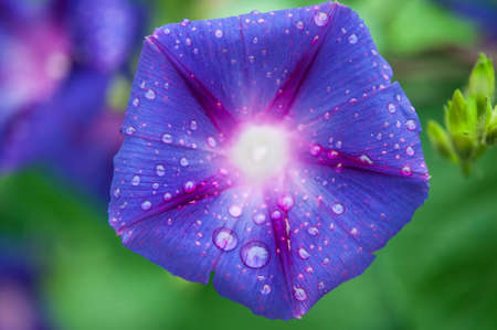 Morning Glory Flower Ipomoea violacea with dew dropsの写真素材