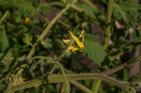 Brushes with ripe tomatoes on a branch, on a plant bush. Growing and caring for tomatoes in the garden.の写真素材