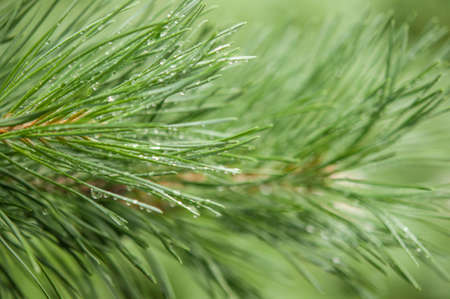 Pine needle with big dewdrops after rain. nature backgroundの写真素材