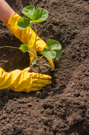 View of hands in yellow gloves planting a strawberry bush in the ground in a garden bedの写真素材