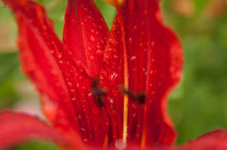 Lily flower with raindrops. Wallpapers for desktop backgrounds. raindrops. lilium. Lily flower closeup with raindrops on petals. Beauty in nature .Summer flowersの写真素材