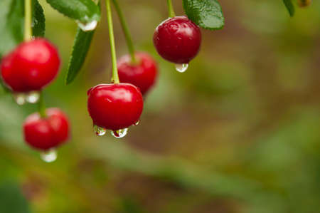Ripe red cherries on the tree. Healthy food - berries. Vegetarian food. Harvest in the garden. Raindropsの写真素材