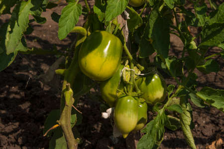 Brushes with ripe tomatoes on a branch, on a plant bush. Growing and caring for tomatoes in the garden.の写真素材