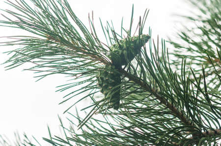Pine needle with big dewdrops after rain. nature background