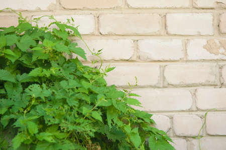 Bright leaves green of wild grapes close up climbing up brick wallの写真素材