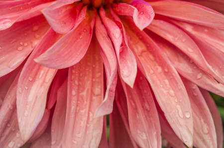 Macro of pink dahlia flower. Beautiful pink daisy flower with pink petals. Chrysanthemum with vibrant petals. Floral close up. pink aesthetic. floral pattern. autumn garden. Romance card layout.の写真素材