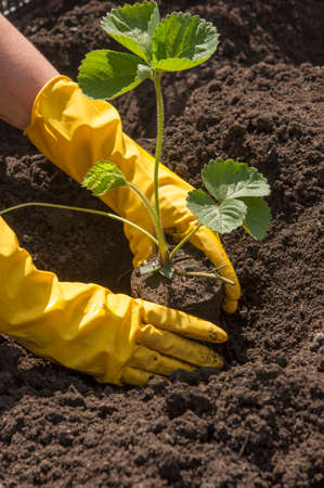 View of hands in yellow gloves planting a strawberry bush in the ground in a garden bedの写真素材