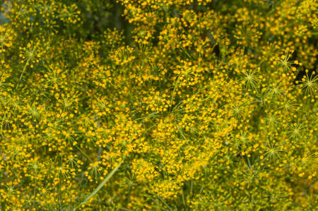 Background with dill umbrella closeup. garden plant. Fragrant dill on the garden in the gardenの写真素材