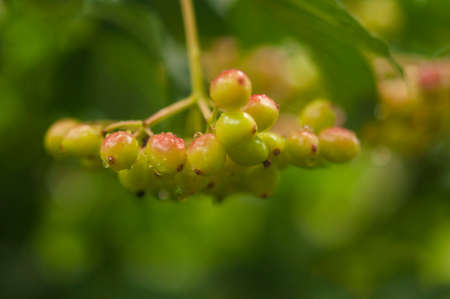 Close-up of beautiful red fruits of viburnum vulgaris. Guelder rose viburnum opulus berries and leaves in the summer outdoors. Red viburnum berries on a branch in the garden.の写真素材