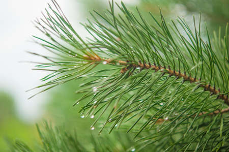 Pine needle with big dewdrops after rain. nature backgroundの写真素材