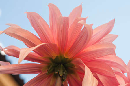 Macro of pink dahlia flower. Beautiful pink daisy flower with pink petals. Chrysanthemum with vibrant petals. Floral close up. pink aesthetic. floral pattern. autumn garden. Romance card layout.の写真素材