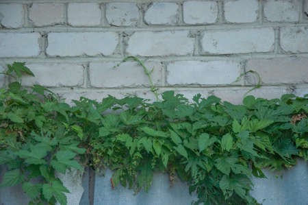 Bright leaves green of wild grapes close up climbing up brick wallの写真素材