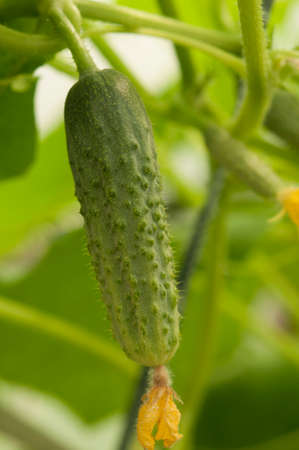 Young plants blooming cucumbers with yellow flowers, close-up on a background of green leaves. Growing and blooming young cucumbers on a branch in a greenhouse. close-up.の写真素材