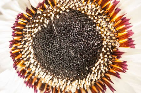 Close up of Graceful White Venidium Daisy Flower (Venidium fastuosum) showing the central petals, anthers and stamens (black center).の写真素材