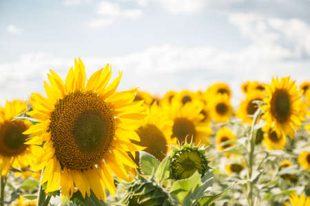 Sunflowers are Growing on the Big field. Wonderful view field of sunflowers by summertime. Long rows of nice yellow sunflower in the field under the blue sky. Black sunflower seeds.の写真素材