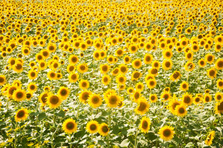 Sunflowers are Growing on the Big field. Wonderful view field of sunflowers by summertime. Long rows of nice yellow sunflower in the field under the blue sky. Black sunflower seeds.の写真素材