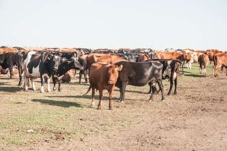 Thirsty cows drinking water from watering hole, water supply for domestic animals in free range farming, cows with orange and white hairの写真素材