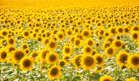 Sunflowers are Growing on the Big field. Wonderful view field of sunflowers by summertime. Long rows...