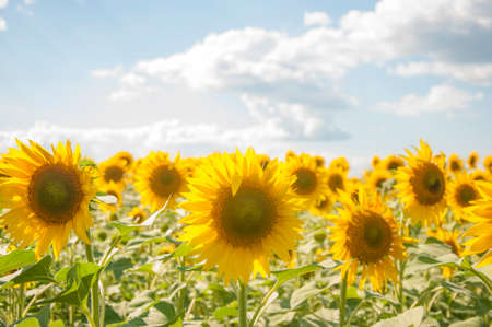 Sunflowers are Growing on the Big field. Wonderful view field of sunflowers by summertime. Long rows of nice yellow sunflower in the field under the blue sky. Black sunflower seeds.の写真素材