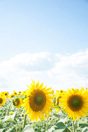 Sunflowers are Growing on the Big field. Wonderful view field of sunflowers by summertime. Long rows of nice yellow sunflower in the field under the blue sky. Black sunflower seeds.の写真素材