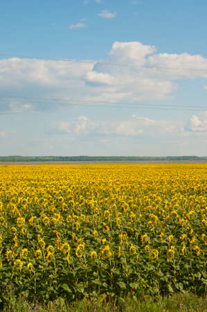 Back side of sunflower heads over the field with blue sky. Farming and countryside concept.の写真素材